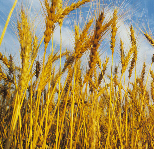 wheat