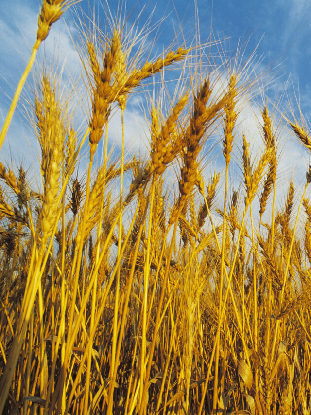 Minimum support price • Rabi crop • Government • Wheat porridge